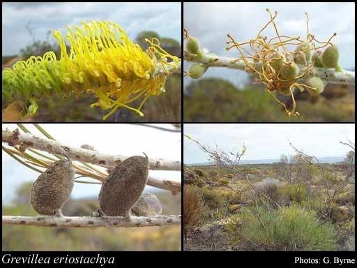 Grevillea eriostachya Grevillea eriostachya Lindl FloraBase Flora of Western Australia