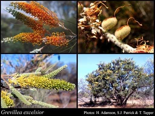 Grevillea excelsior httpsflorabasedpawwagovausciencetimage88