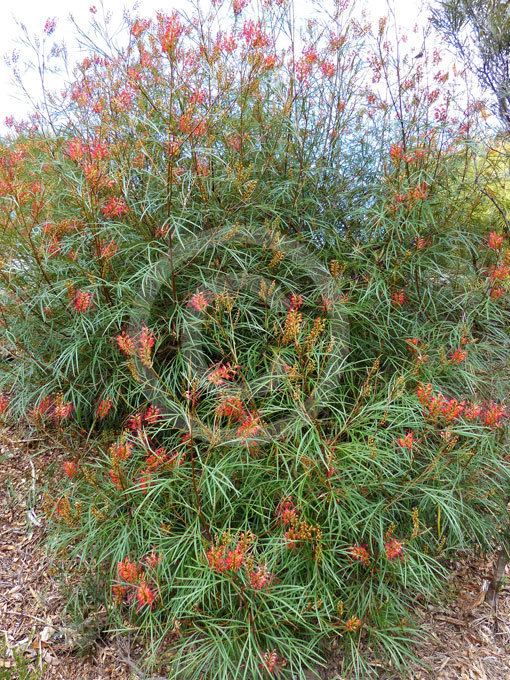 Grevillea 'Fire Sprite' - Alchetron, the free social encyclopedia