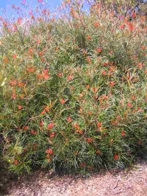 Grevillea 'fire Sprite' - Alchetron, The Free Social Encyclopedia