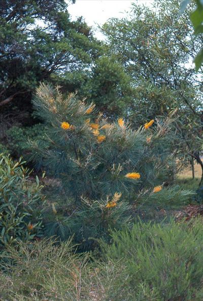 Grevillea 'Honey Gem' Grevillea 39Honey Gem39 Australian Native Plants Plants 8007016517
