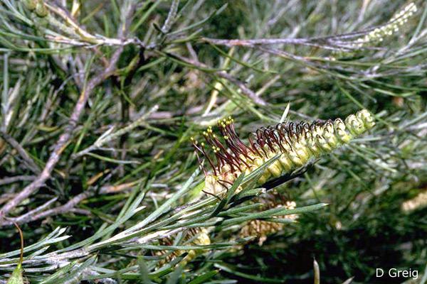 Grevillea hookeriana Grevillea hookeriana