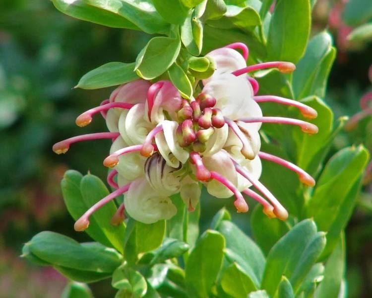 Grevillea iaspicula GardensOnline Grevillea iaspicula