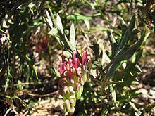 Grevillea ilicifolia httpsuploadwikimediaorgwikipediacommonsthu