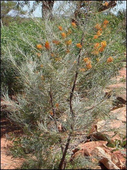 Grevillea juncifolia wwwausemadecomaufaunaflorafloramagnoliophyt