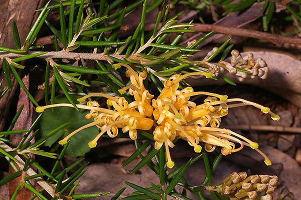 Grevillea juniperina Grevillea juniperina