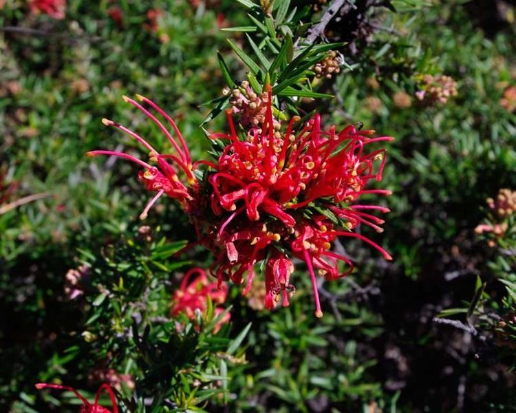 Grevillea juniperina GardensOnline Grevillea juniperina Prostrate