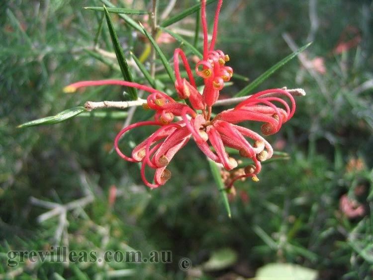 Grevillea juniperina Grevilleascomau Grevillea juniperina red