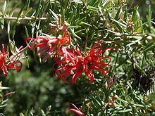 Grevillea juniperina httpsuploadwikimediaorgwikipediacommonsthu