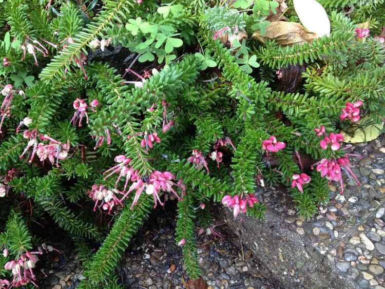 Grevillea lanigera 'Mt Tamboritha' Grevillea lanigera 39Mt Tamboritha39 abellans Flickr