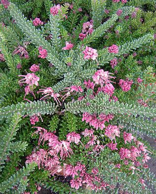 Grevillea lanigera 'Mt Tamboritha' wwwsuncrestnurseriescomplantimagesmediumGrevi