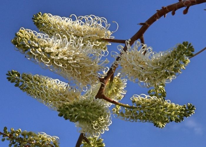 Grevillea leucopteris Western Australian Plants Proteaceae