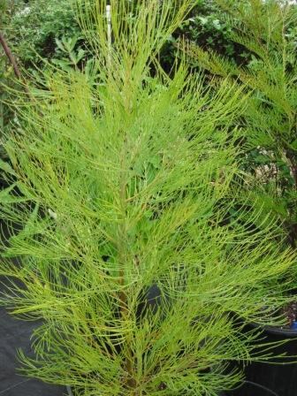 Grevillea leucopteris Grevillea leucopteris Australian Native Plants Plants 8007016517