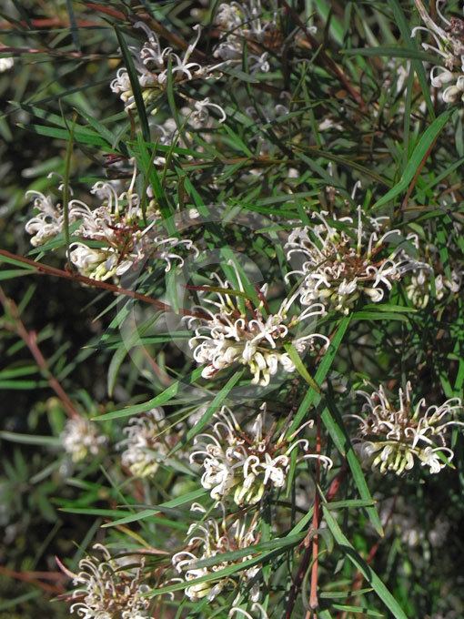 Grevillea linearifolia Grevillea linearifolia Small Spider Flower information amp photos