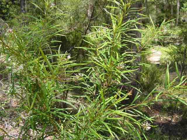 Grevillea linearifolia Grevillea linearifolia
