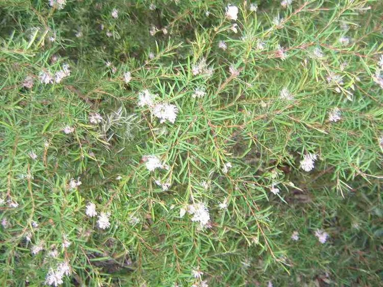 Grevillea linearifolia Grevillea linearifolia