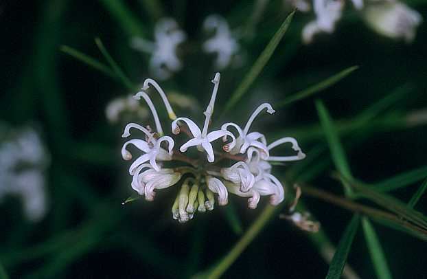 Grevillea linearifolia Grevillealinearifoliajpg