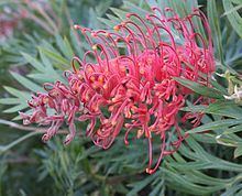 Grevillea 'Molly' httpsuploadwikimediaorgwikipediacommonsthu