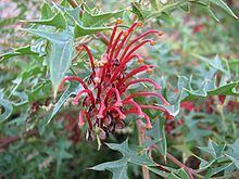 Grevillea montis-cole httpsuploadwikimediaorgwikipediacommonsthu