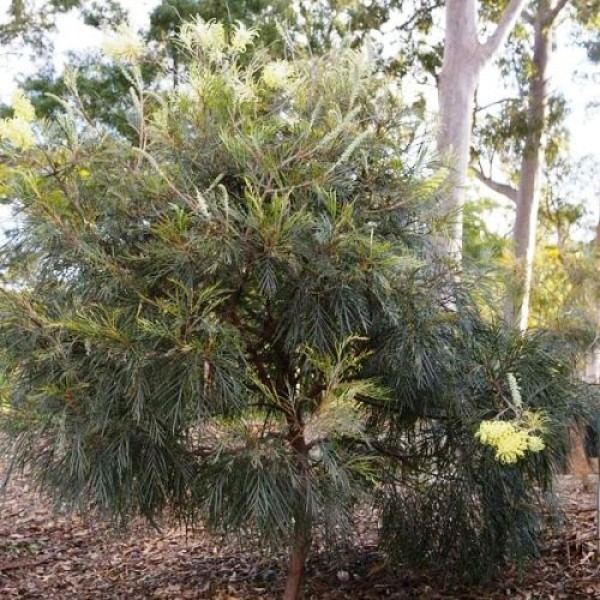 Grevillea 'Moonlight' Grevillea Moonlight Australian Plants Online