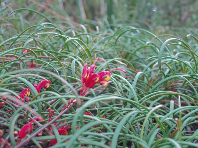 Grevillea nudiflora Grevillea nudiflora Red Plume Grevillea information amp photos