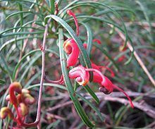 Grevillea nudiflora httpsuploadwikimediaorgwikipediacommonsthu