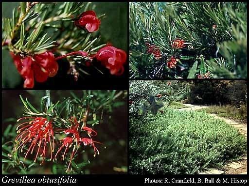 Grevillea obtusifolia httpsflorabasedpawwagovausciencetimage88
