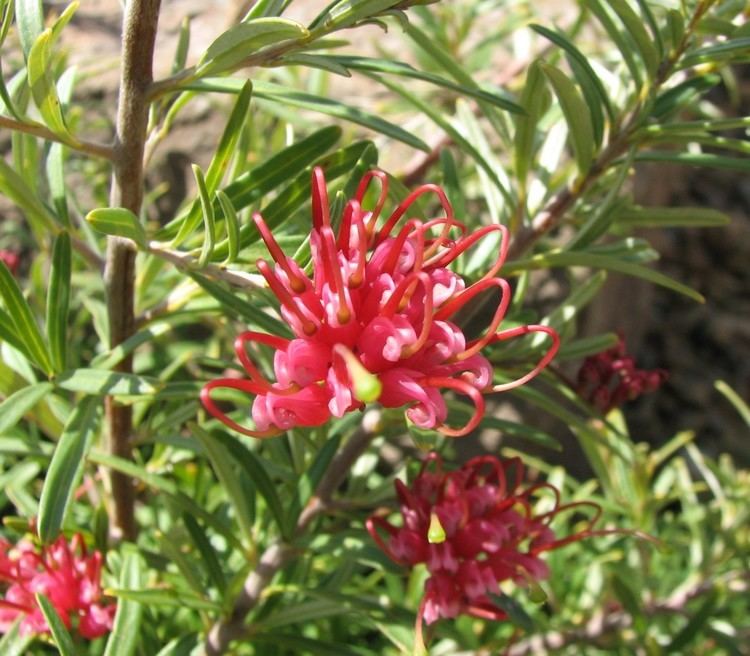 Grevillea obtusifolia Grevillea obtusifolia Wikipedia