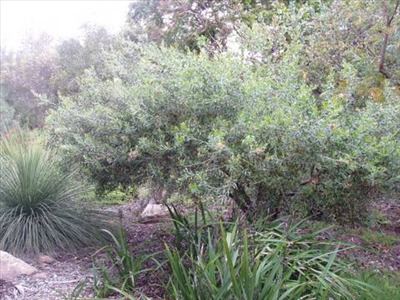 Grevillea olivacea Grevillea olivacea Australian Native Plants Plants 8007016517