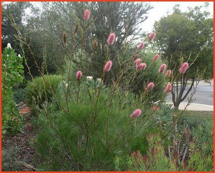 Grevillea petrophiloides Grevillea petrophiloides Drought Tolerant Plants