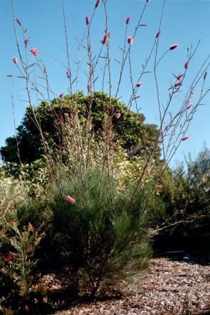 Grevillea petrophiloides Grevillea petrophiloides Australian Native Plants Plants