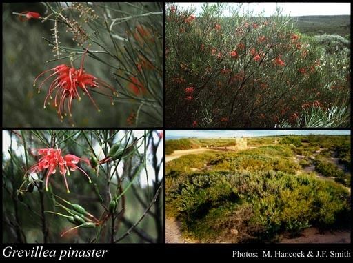 Grevillea pinaster Grevillea pinaster Meisn FloraBase Flora of Western Australia