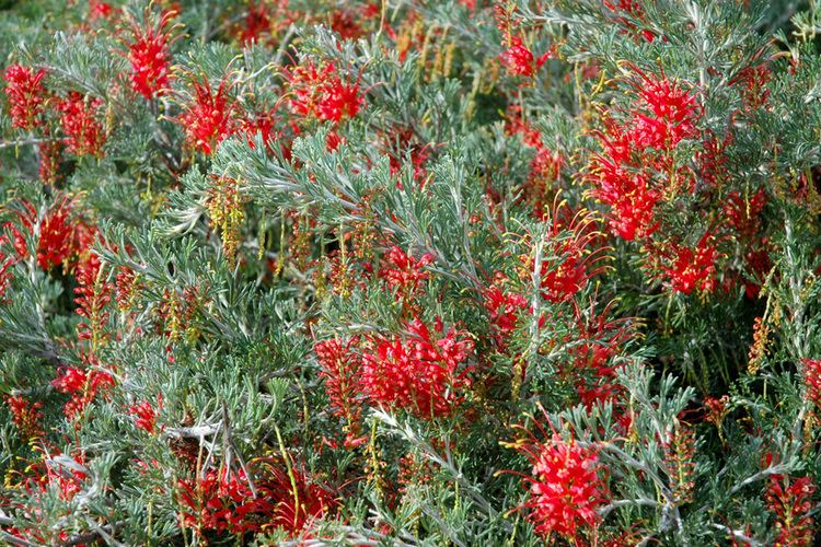 Grevillea preissii Botanic Gardens and Parks Authority August 2015
