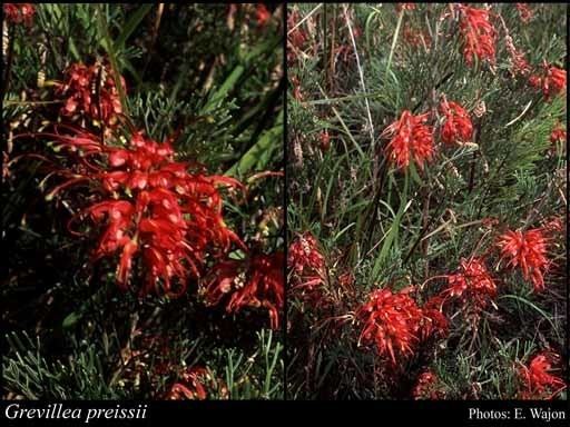 Grevillea preissii Grevillea preissii Meisn FloraBase Flora of Western Australia