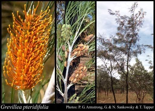 Grevillea pteridifolia Grevillea pteridifolia Knight FloraBase Flora of Western Australia