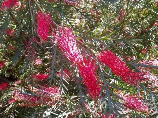 Grevillea 'Red Hooks' Rootzone Plant Supply Groundcovers