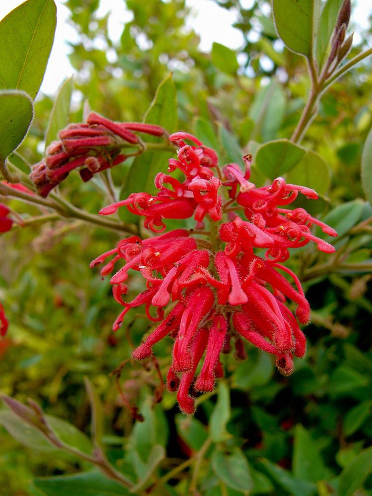 Grevillea rhyolitica Leucadendron Garden Propaganda