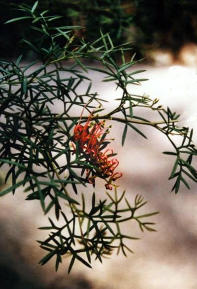Grevillea rivularis Grevillea rivularis Australian Native Plants Plants 8007016517