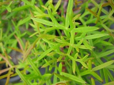 Grevillea rivularis Grevillea rivularis Australian Native Plants Plants 8007016517