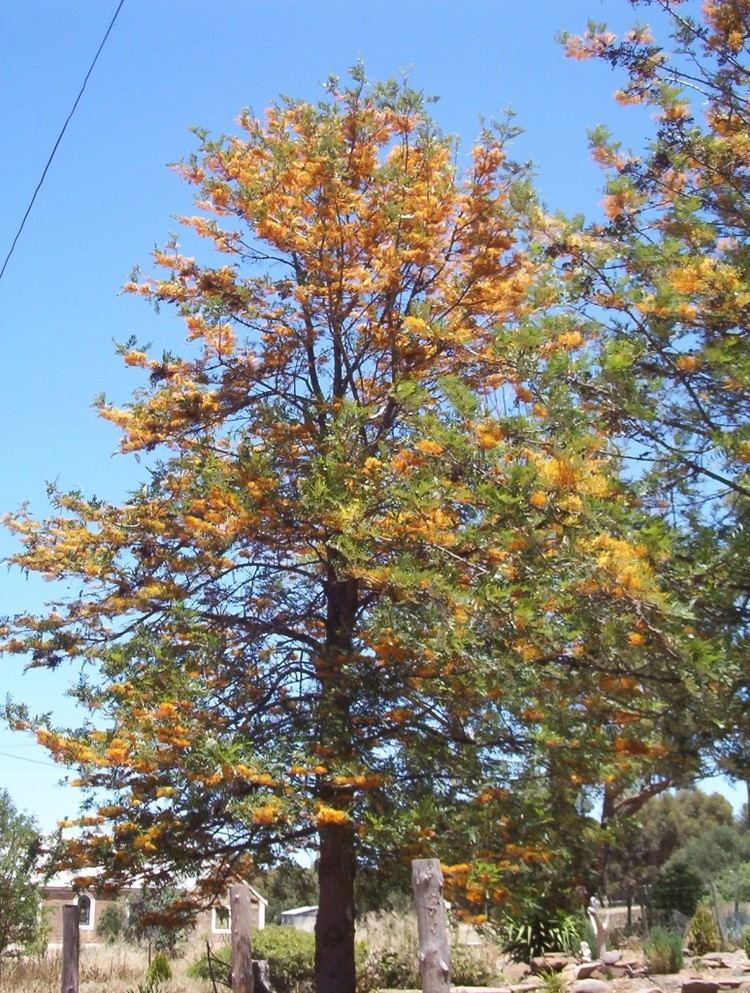 Grevillea robusta Grevillea robusta Silky Oak Leafland
