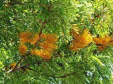 Grevillea robusta httpsuploadwikimediaorgwikipediacommonsthu