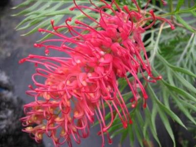 Grevillea 'Robyn Gordon' Grevillea 39Robyn Gordon39 Australian Native Plants Plants
