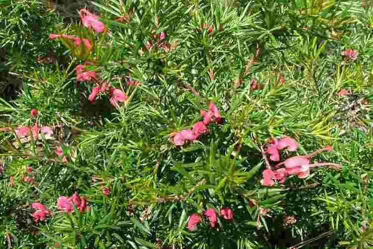 Grevillea rosmarinifolia Grevillea rosmarinifolia subsp rosmarinifolia