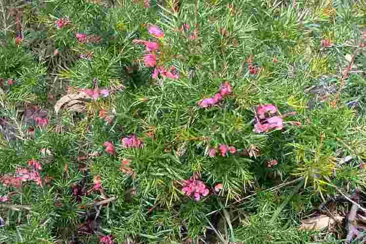 grevillea-rosmarinifolia-99ddd978-826b-46a8-b5fe-5b1b318879f-resize-750.jpg