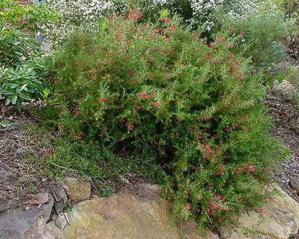 Grevillea rosmarinifolia GardensOnline Grevillea rosmarinifolia