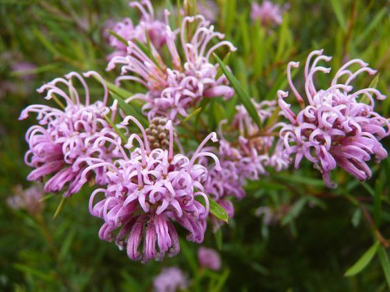 Grevillea sericea Grevillea sericea Australian Native Plants 2 Pinterest