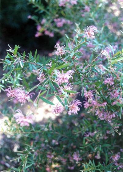 Grevillea sericea Grevillea sericea Australian Native Plants Plants 8007016517
