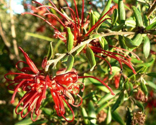 Grevillea speciosa Grevillea speciosa Red Spider Flower