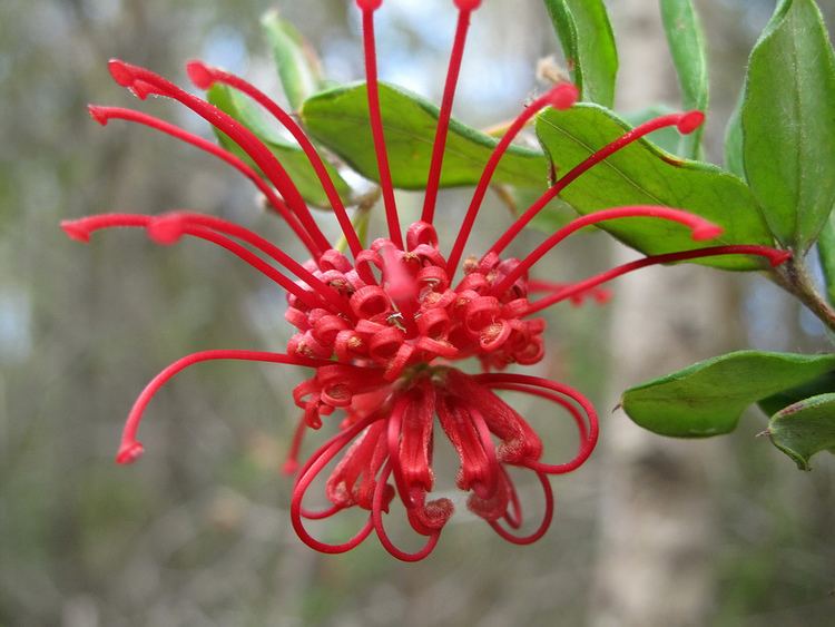 Grevillea speciosa Red Spider Flower Grevillea speciosa RuthP Flickr