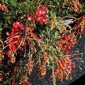 Grevillea thelemanniana Grevillea thelemanniana 39Baby39 at San Marcos Growers
